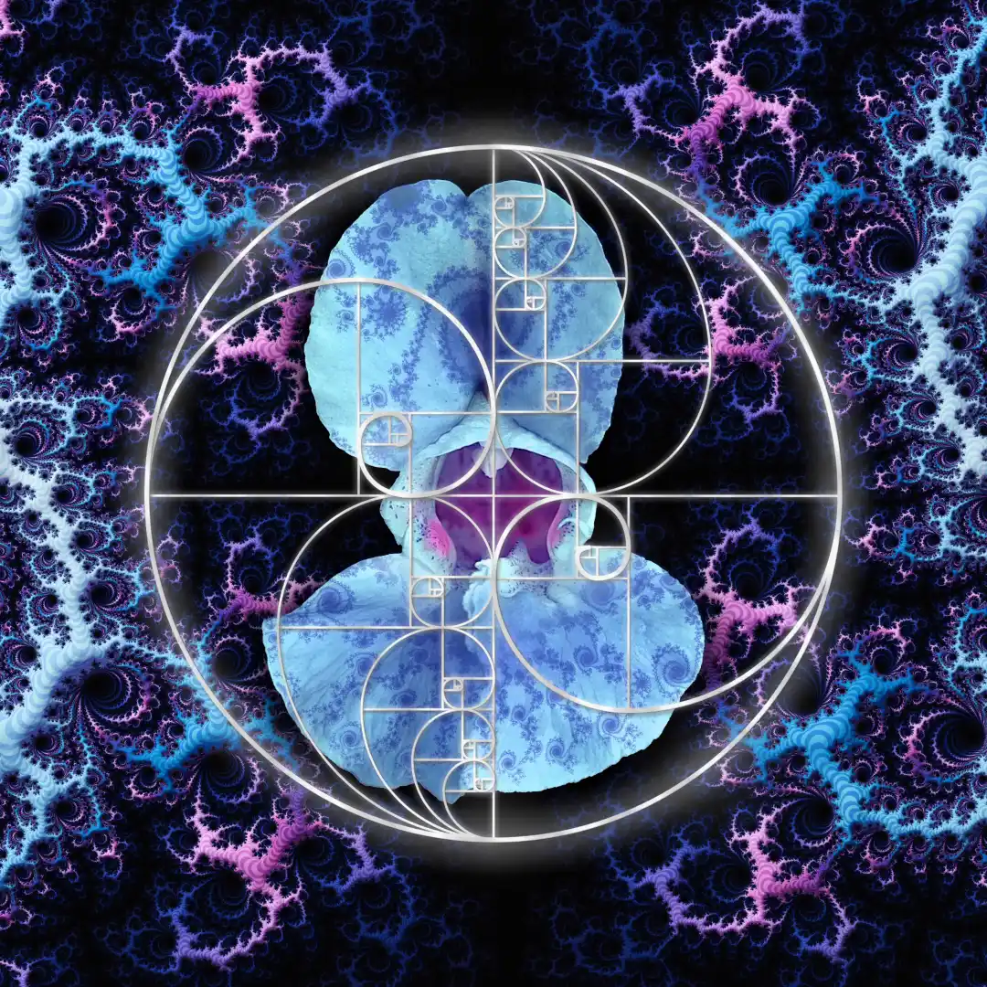 Fibonacci Fractal Flowers - Art by Tim Waters